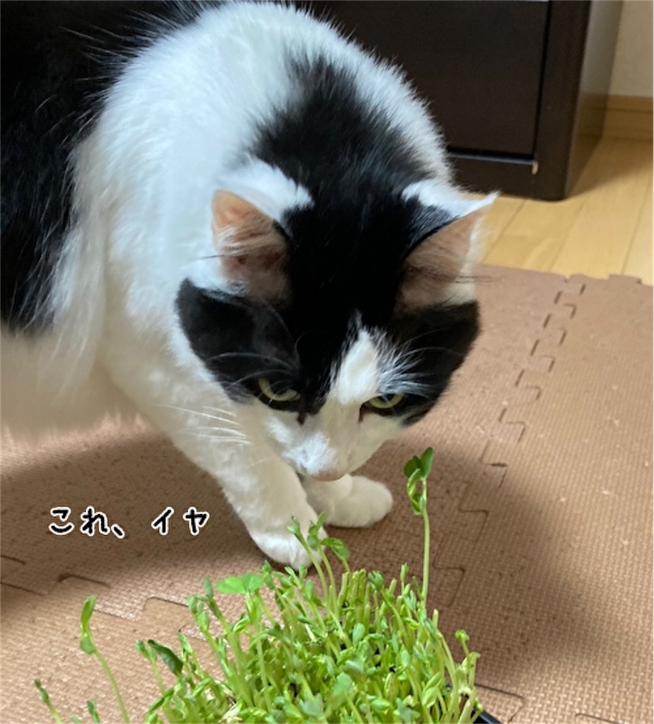 f:id:fukufukudo:20210525163447j:plain