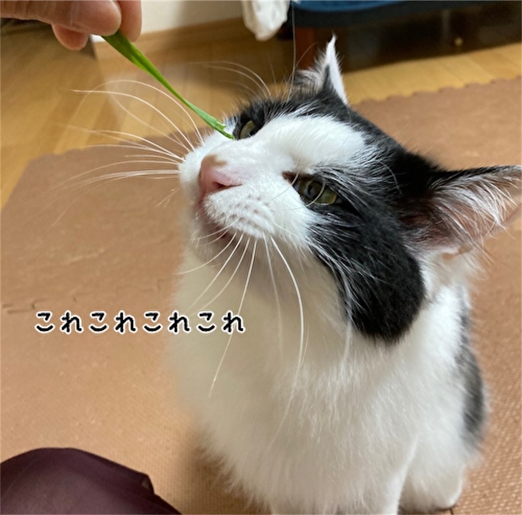 f:id:fukufukudo:20210525163518j:plain