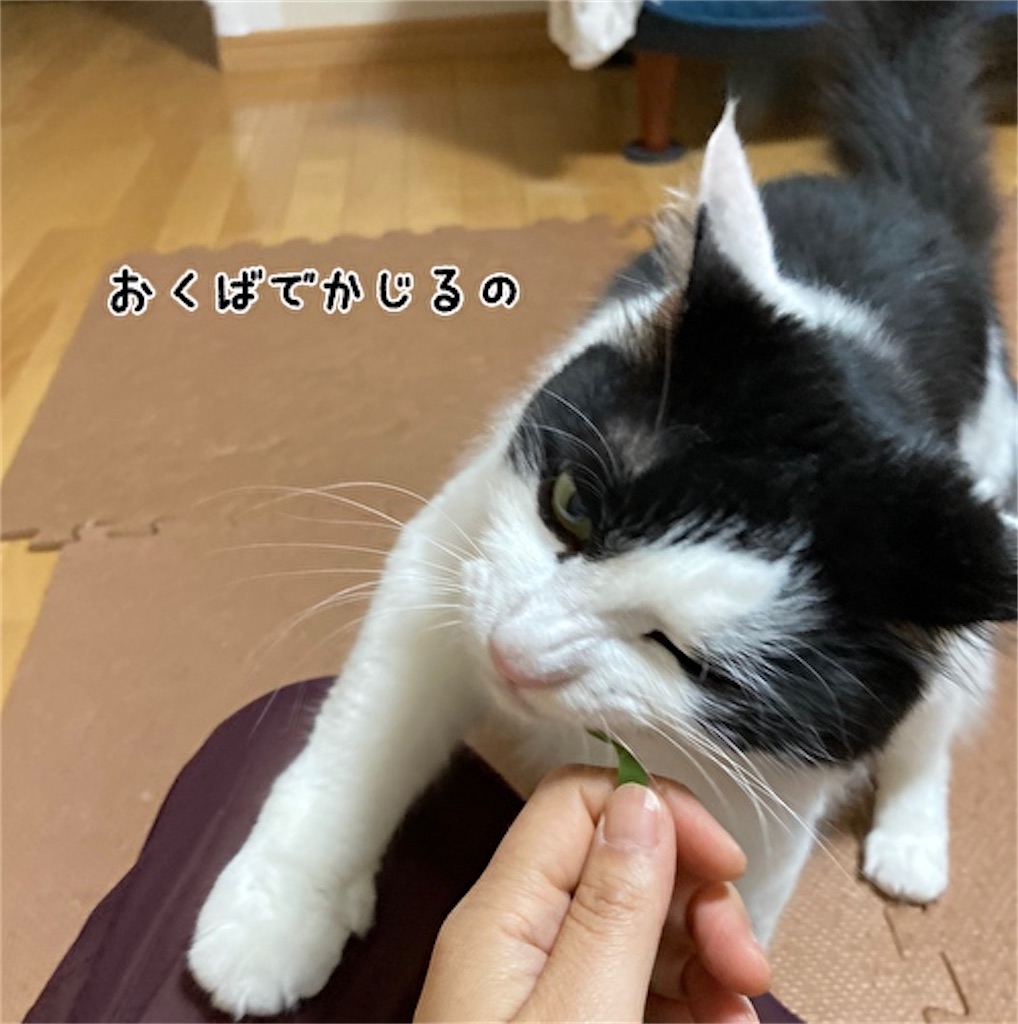 f:id:fukufukudo:20210525163523j:plain