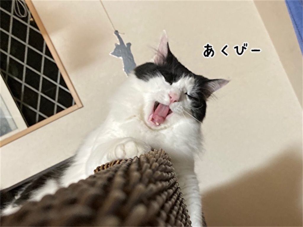 f:id:fukufukudo:20210526150712j:plain