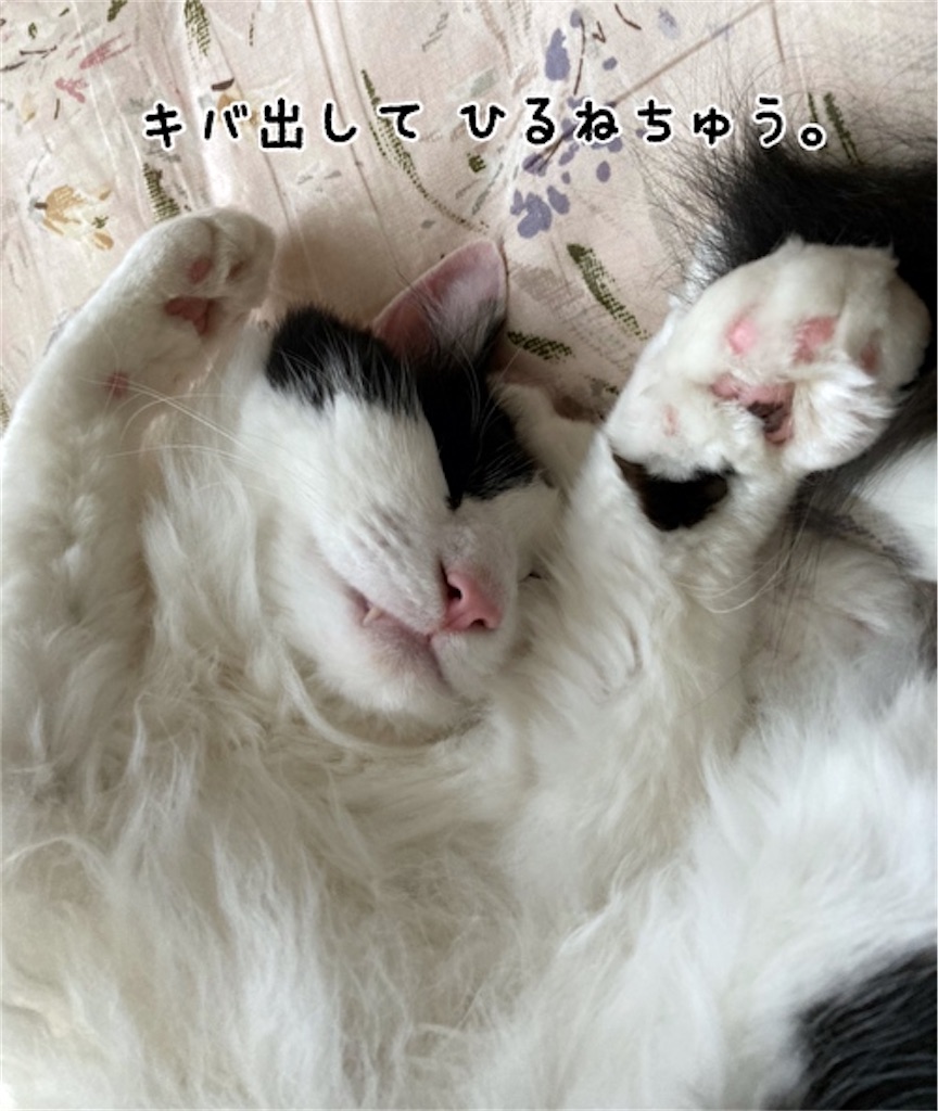 f:id:fukufukudo:20210528194152j:plain