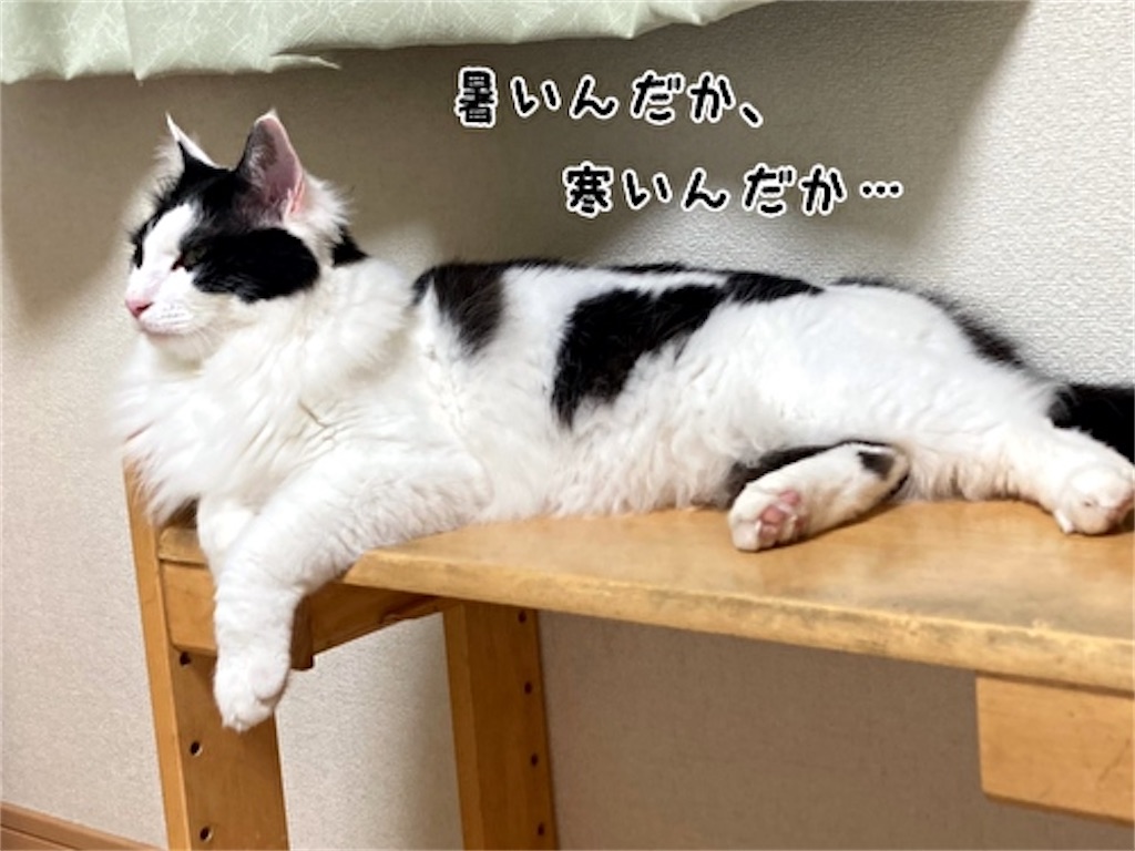 f:id:fukufukudo:20210531121903j:plain