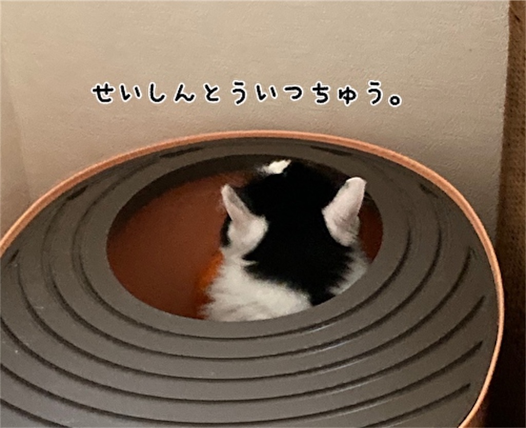 f:id:fukufukudo:20210531152240j:plain