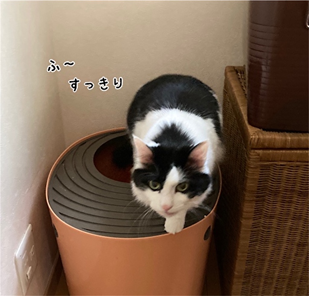 f:id:fukufukudo:20210531152256j:plain