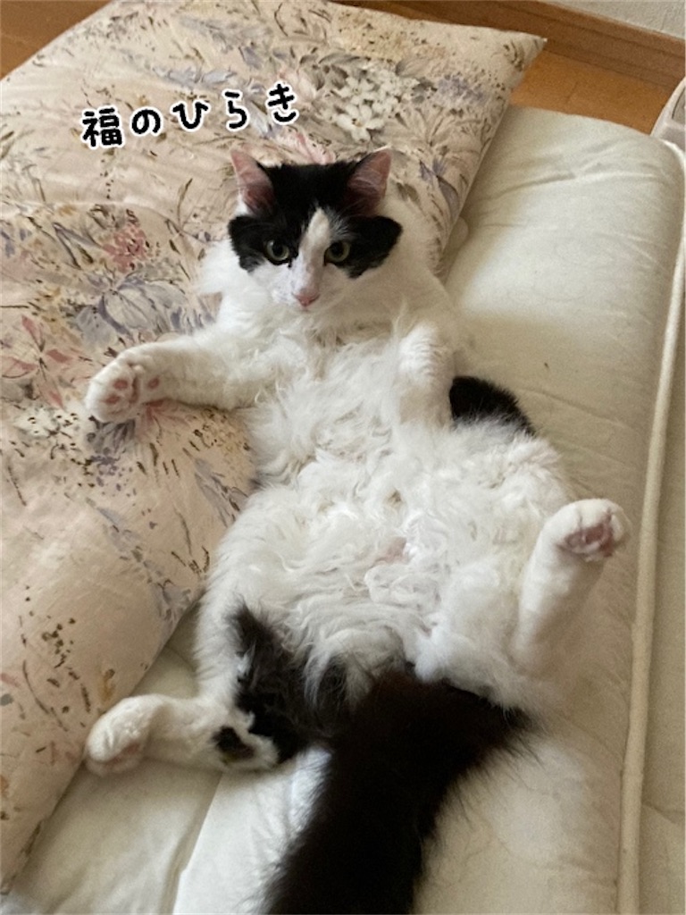 f:id:fukufukudo:20210604072555j:plain