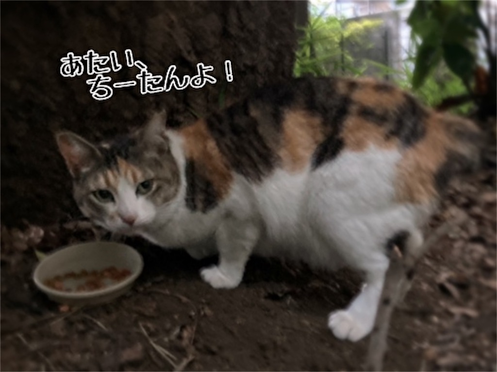 f:id:fukufukudo:20210604072612j:plain