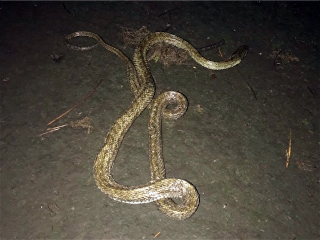 f:id:fukufukudo:20210604072637j:plain