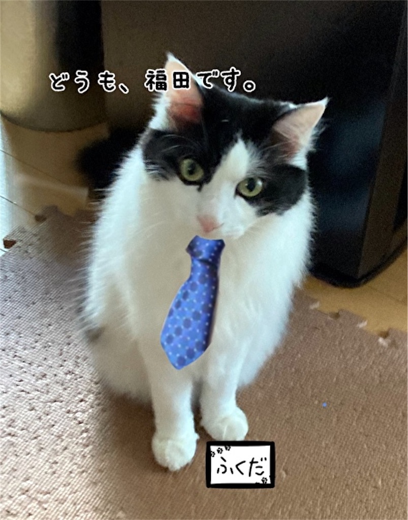 f:id:fukufukudo:20210604160035j:plain