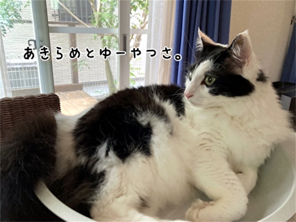 f:id:fukufukudo:20210604160516j:plain