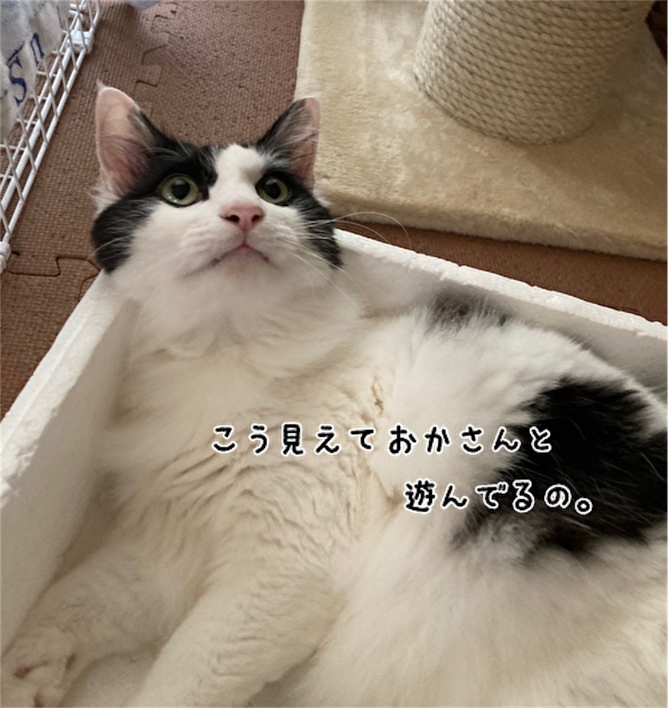 f:id:fukufukudo:20210604160905j:plain