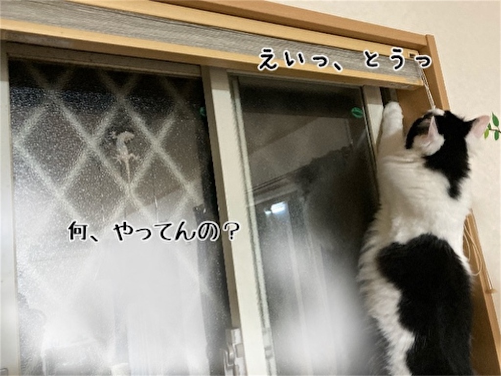 f:id:fukufukudo:20210605092455j:plain