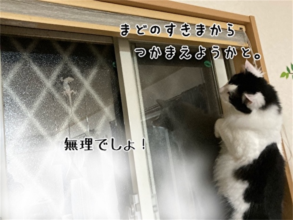 f:id:fukufukudo:20210605092500j:plain