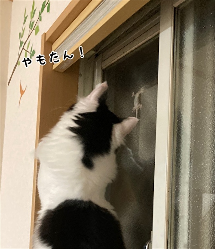 f:id:fukufukudo:20210605092550j:plain