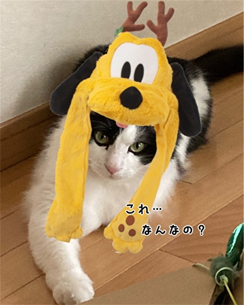 f:id:fukufukudo:20210605120937j:plain