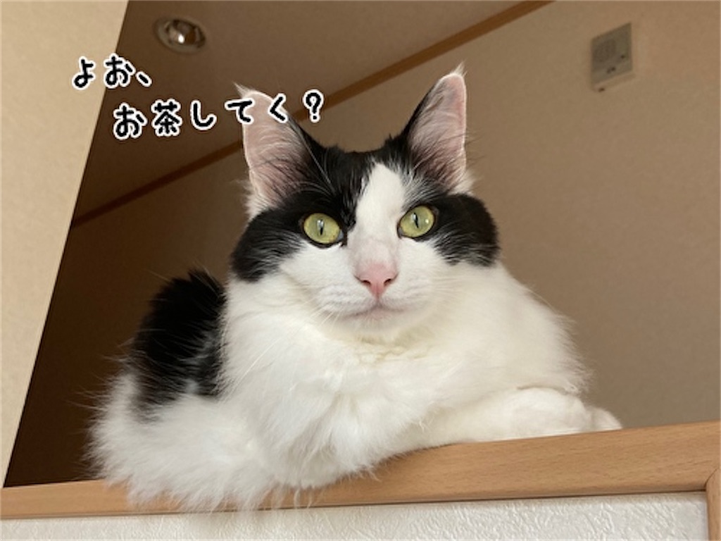 f:id:fukufukudo:20210611184555j:plain