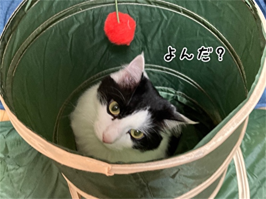 f:id:fukufukudo:20210611184627j:plain