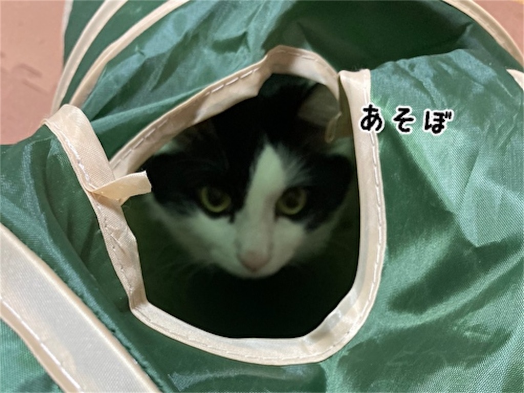 f:id:fukufukudo:20210611184644j:plain