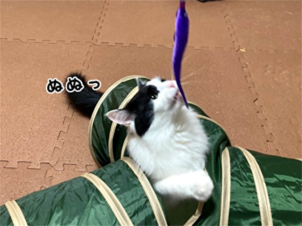 f:id:fukufukudo:20210611184745j:plain