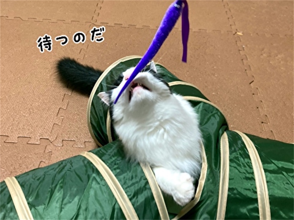 f:id:fukufukudo:20210611184750j:plain