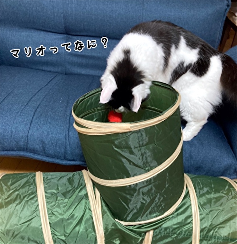 f:id:fukufukudo:20210611184759j:plain