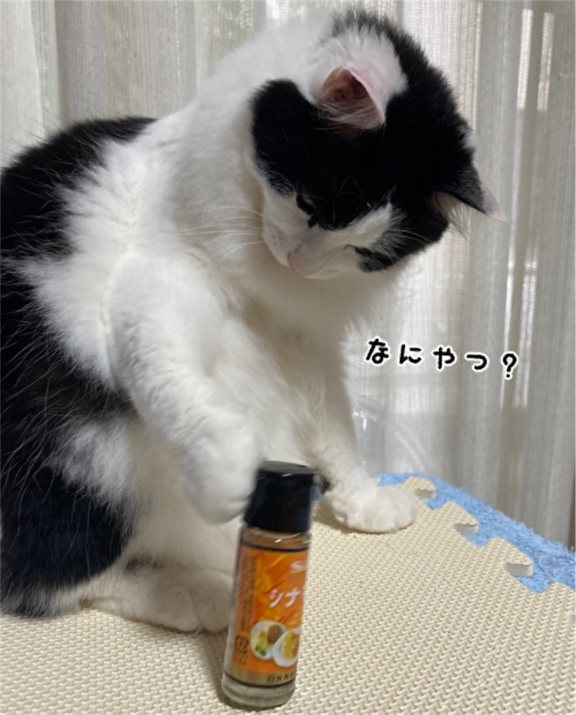 f:id:fukufukudo:20210617151336j:plain