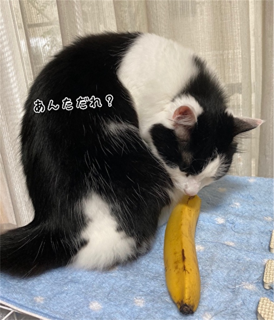 f:id:fukufukudo:20210617151346j:plain