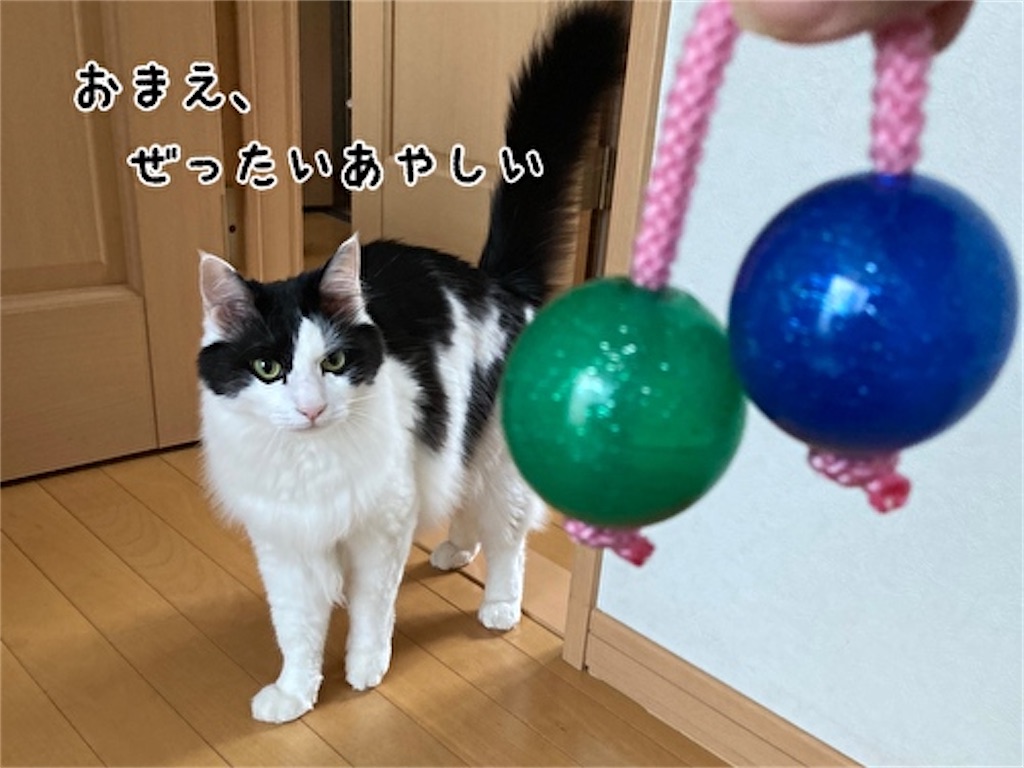 f:id:fukufukudo:20210621150634j:plain