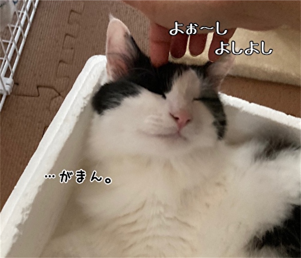 f:id:fukufukudo:20210624154311j:plain