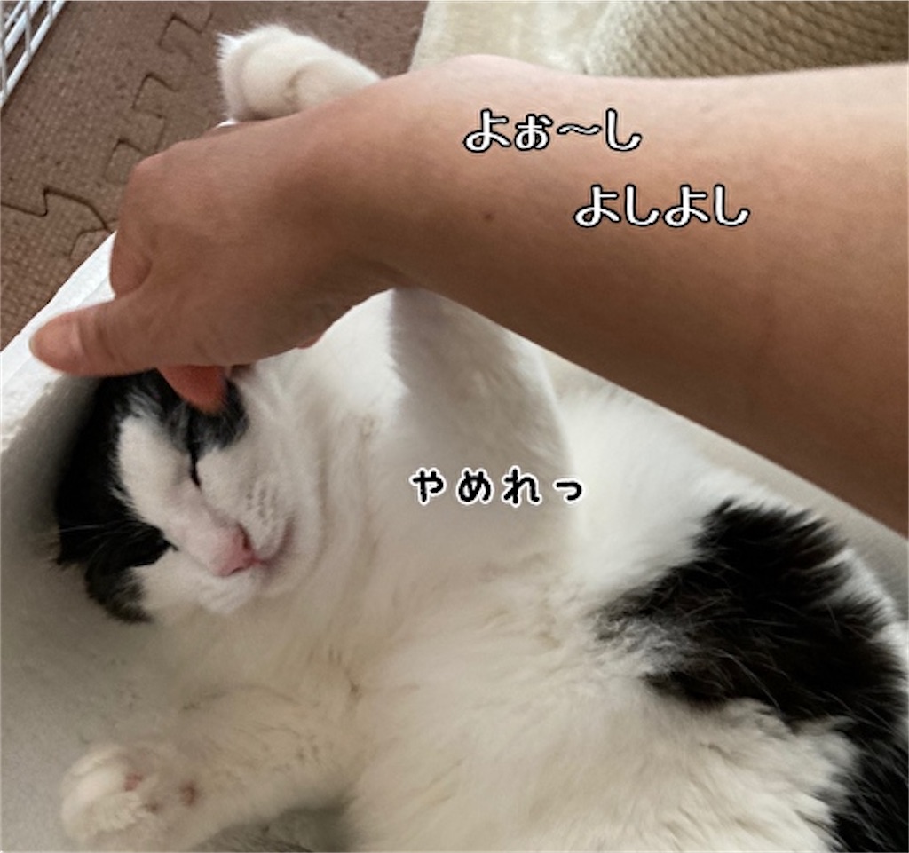 f:id:fukufukudo:20210624154400j:plain
