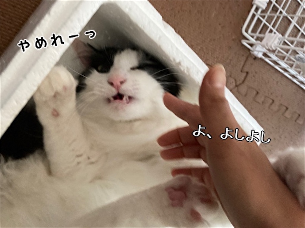 f:id:fukufukudo:20210624154416j:plain