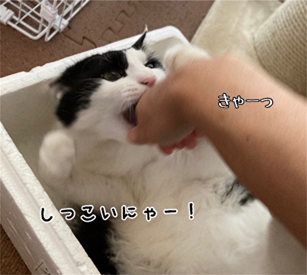f:id:fukufukudo:20210624154427j:plain