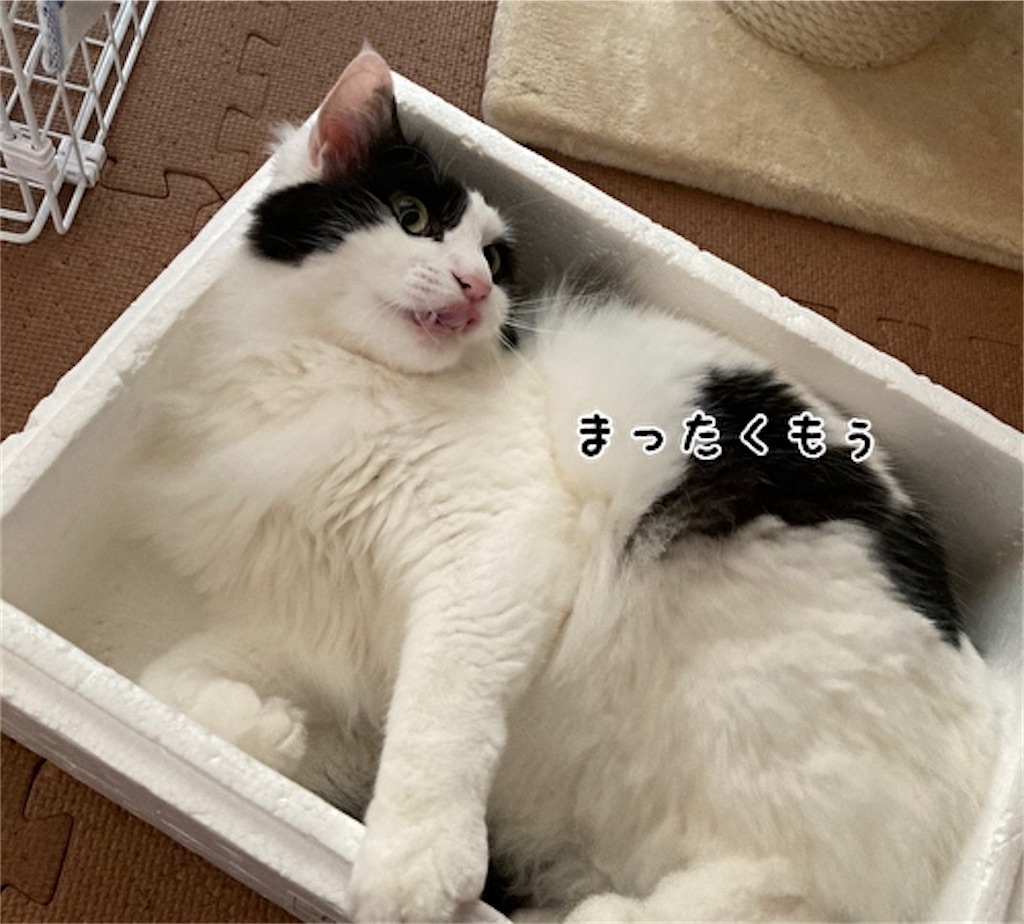 f:id:fukufukudo:20210624154441j:plain