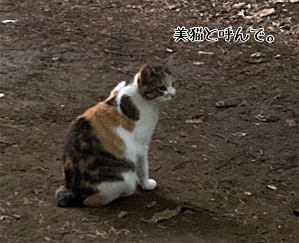 f:id:fukufukudo:20210628192433j:plain