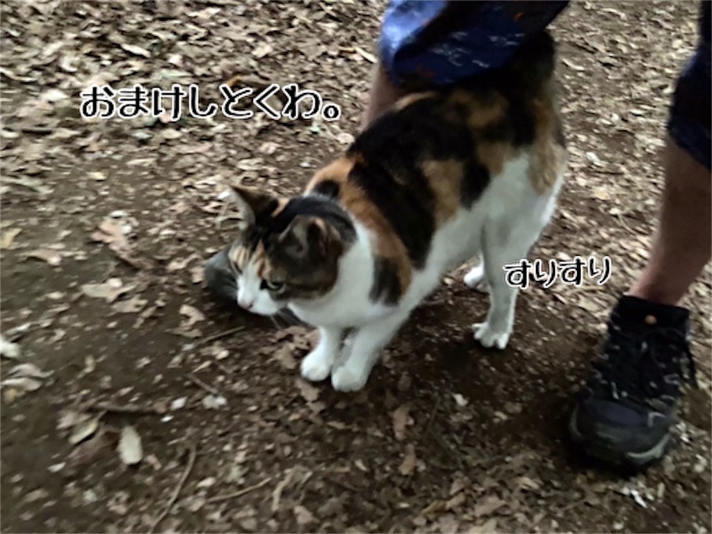 f:id:fukufukudo:20210628192521j:plain
