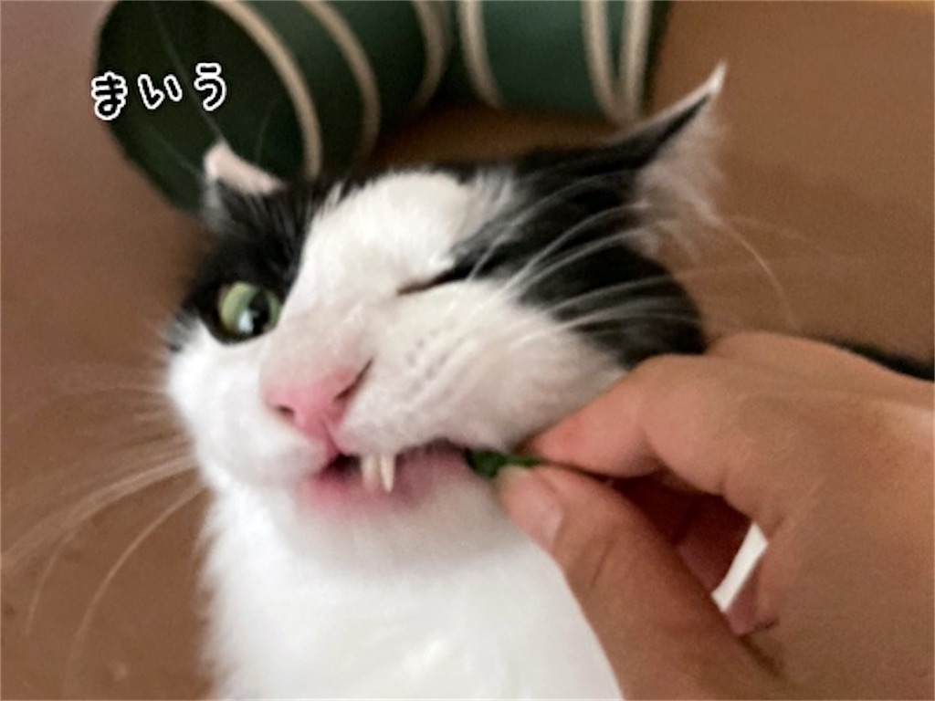 f:id:fukufukudo:20210628192659j:plain
