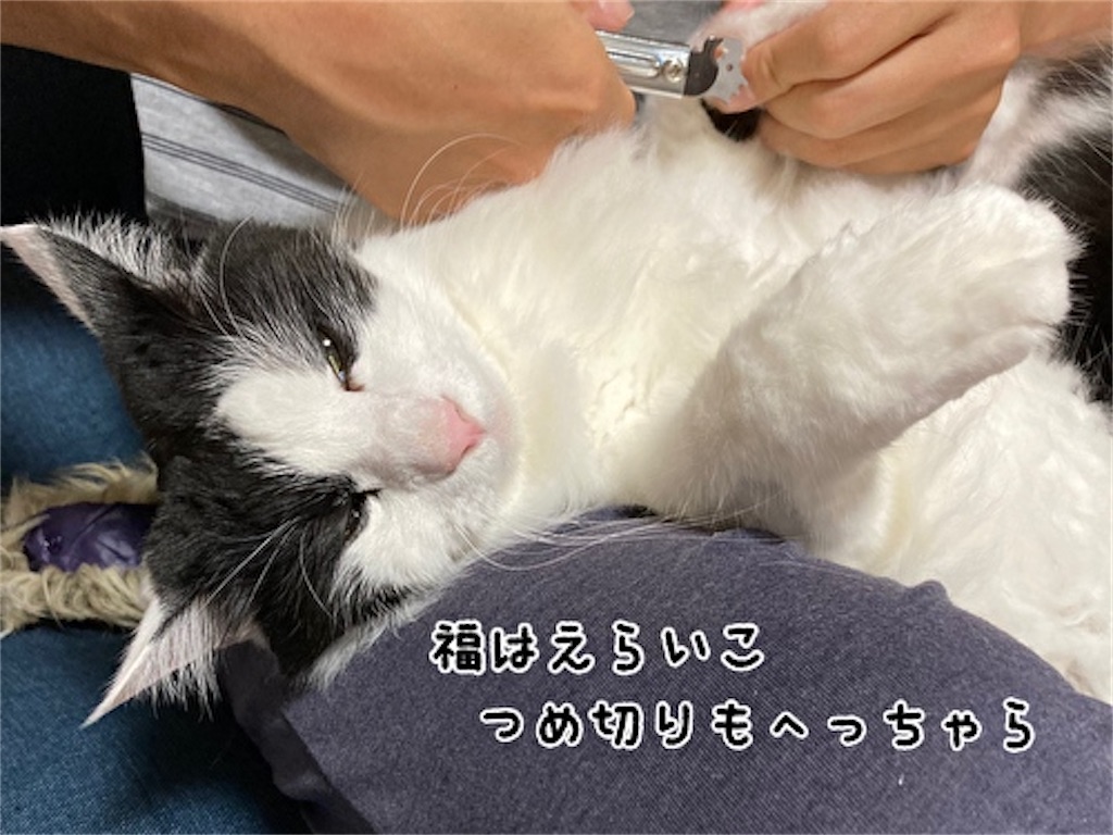 f:id:fukufukudo:20210701171338j:plain