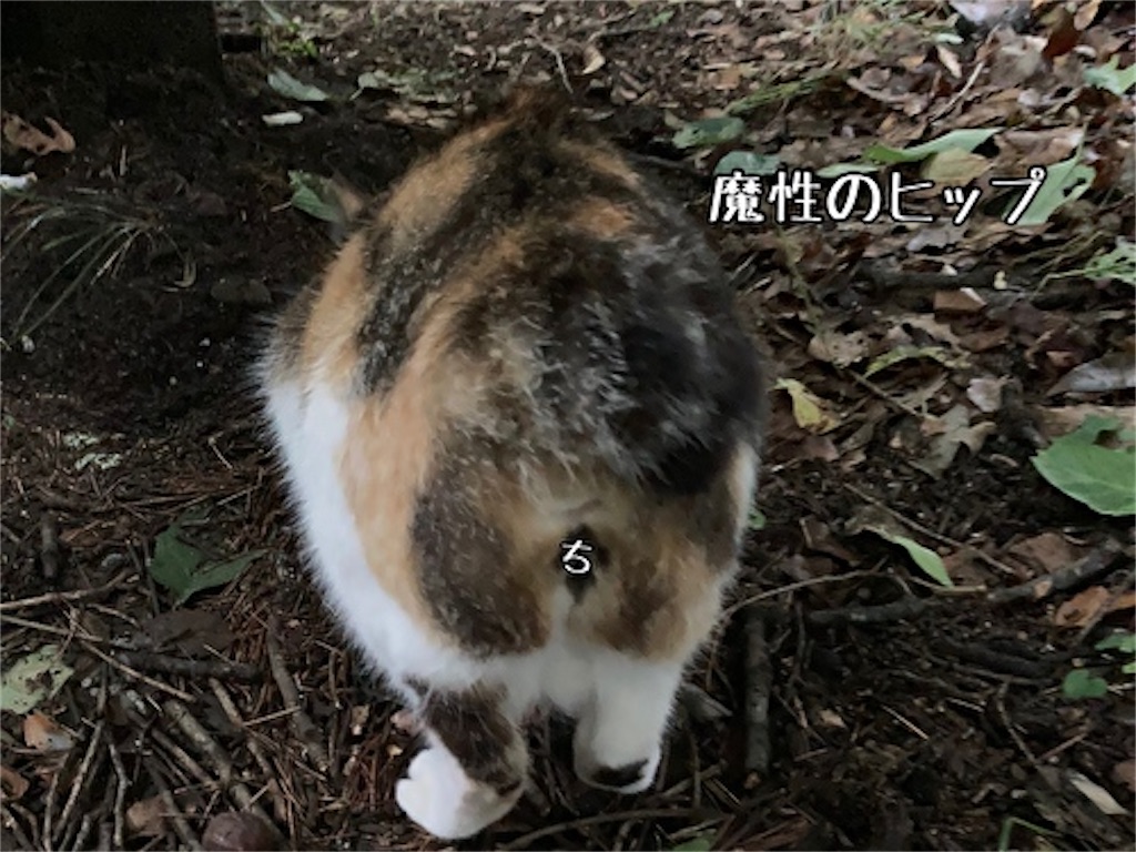 f:id:fukufukudo:20210701171403j:plain