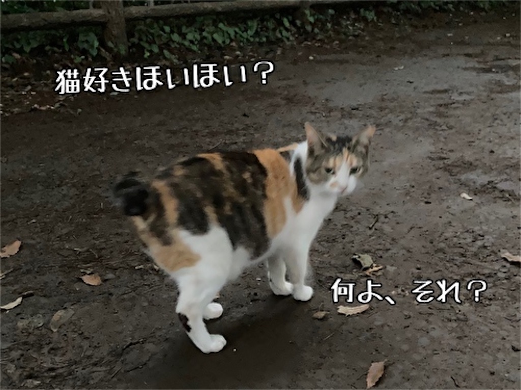 f:id:fukufukudo:20210701171448j:plain