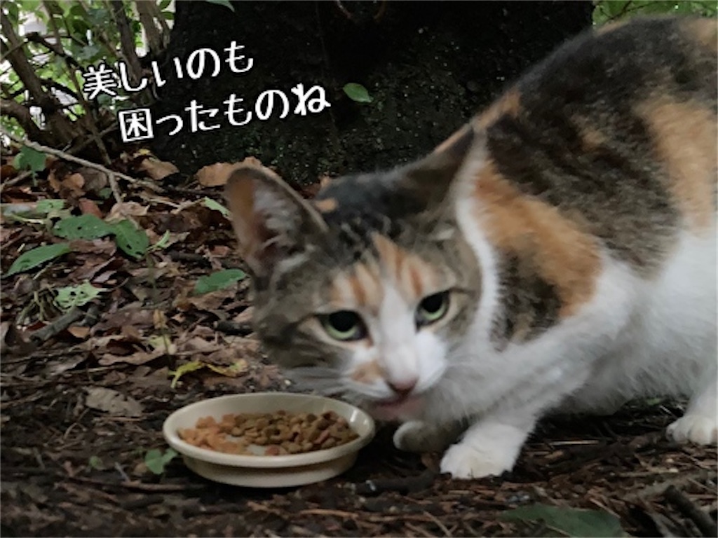 f:id:fukufukudo:20210701193347j:plain