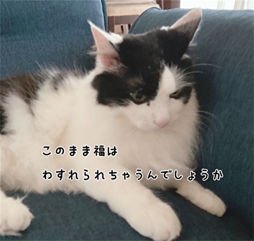 f:id:fukufukudo:20210702132624j:plain