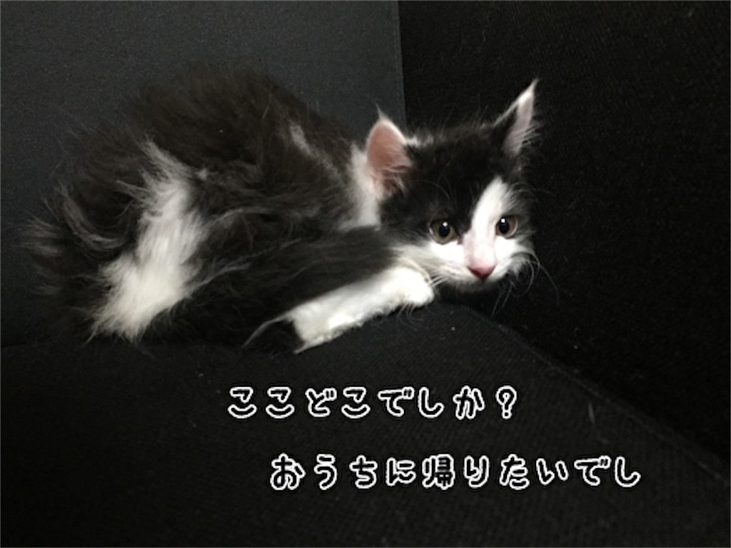 f:id:fukufukudo:20210704104236j:plain