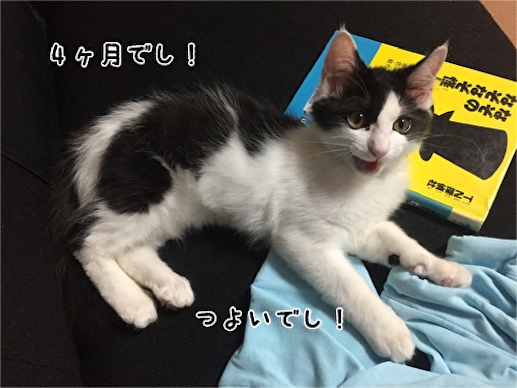 f:id:fukufukudo:20210704104341j:plain