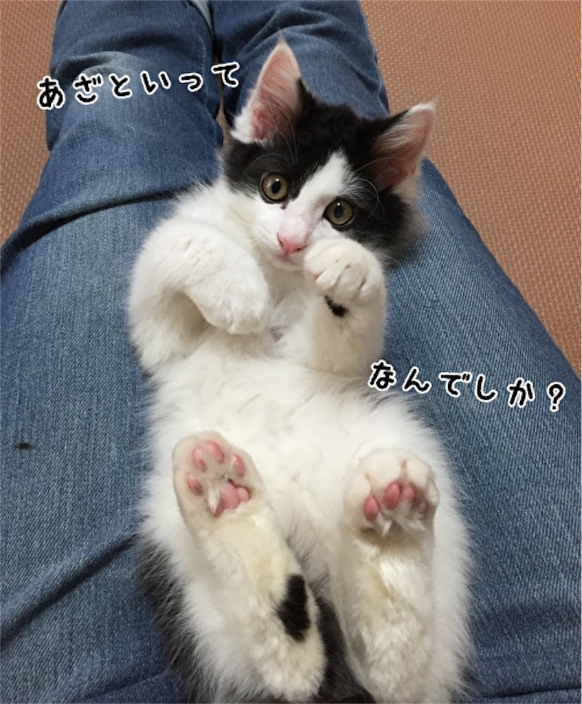 f:id:fukufukudo:20210704104412j:plain