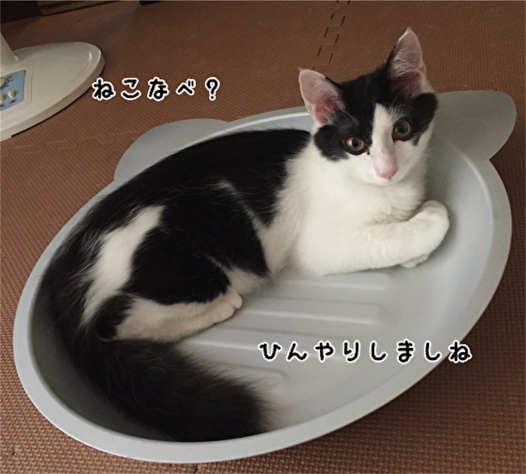 f:id:fukufukudo:20210704104420j:plain