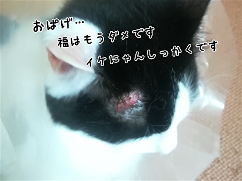 f:id:fukufukudo:20210705080055j:plain