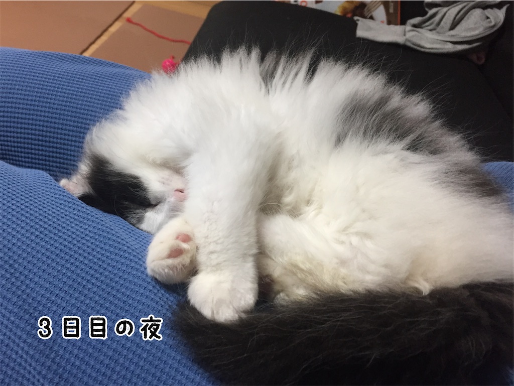f:id:fukufukudo:20210705153208j:plain