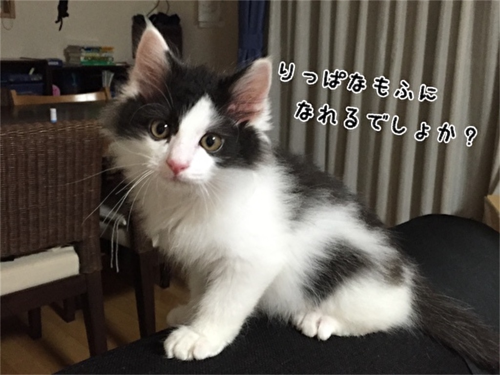 f:id:fukufukudo:20210705153436j:plain