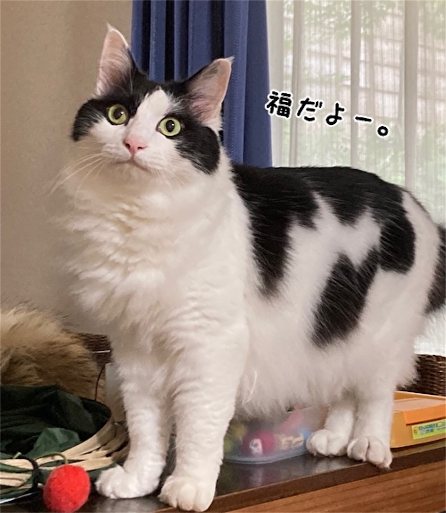 f:id:fukufukudo:20210705224500j:plain