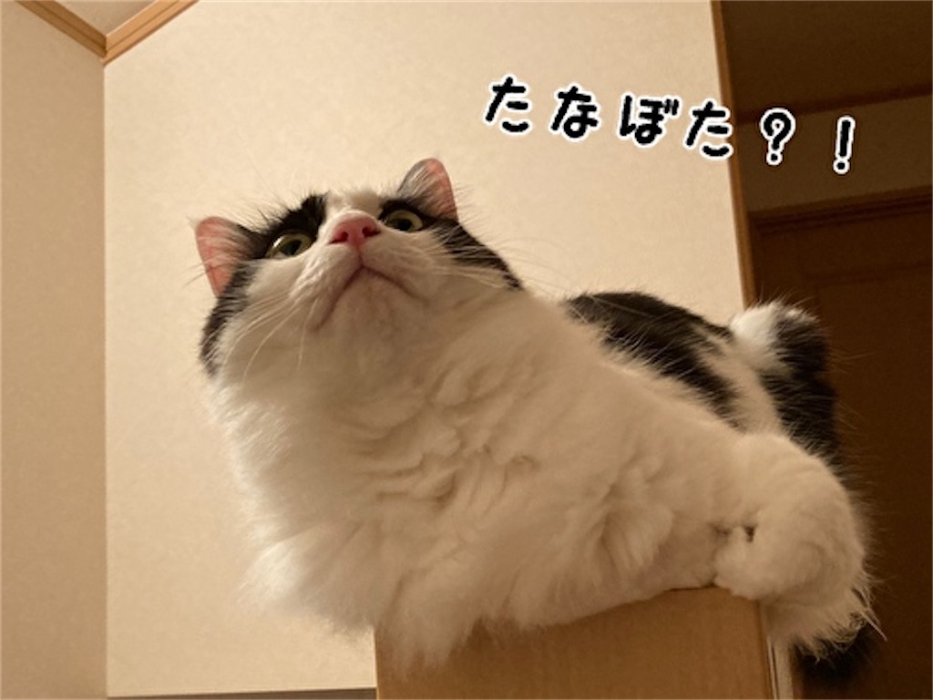 f:id:fukufukudo:20210705224514j:plain