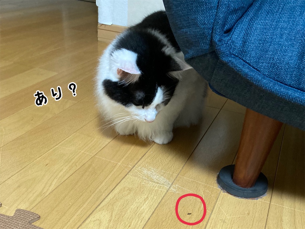 f:id:fukufukudo:20210709154830j:plain